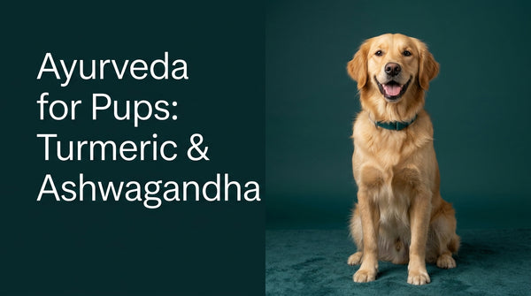Ayurveda for Pups: Why Turmeric and Ashwagandha are the 2026 Wellness Powerhouses
