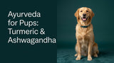 Ayurveda for Pups: Why Turmeric and Ashwagandha are the 2026 Wellness Powerhouses