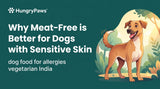 Why Meat-Free is Better for Dogs with Sensitive Skin: Best Dog Food for Allergies Vegetarian India
