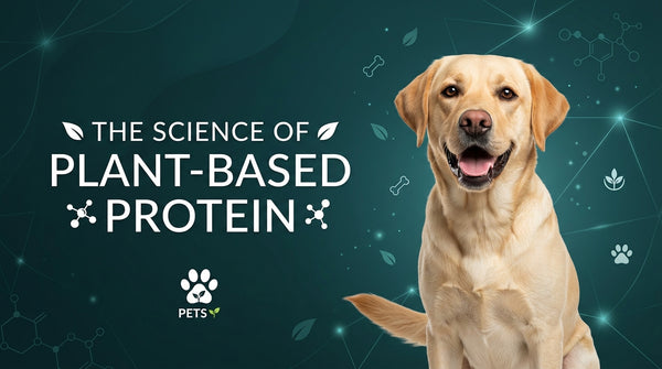 The Science of Plant-Based Protein: Why Dogs Thrive Without Meat