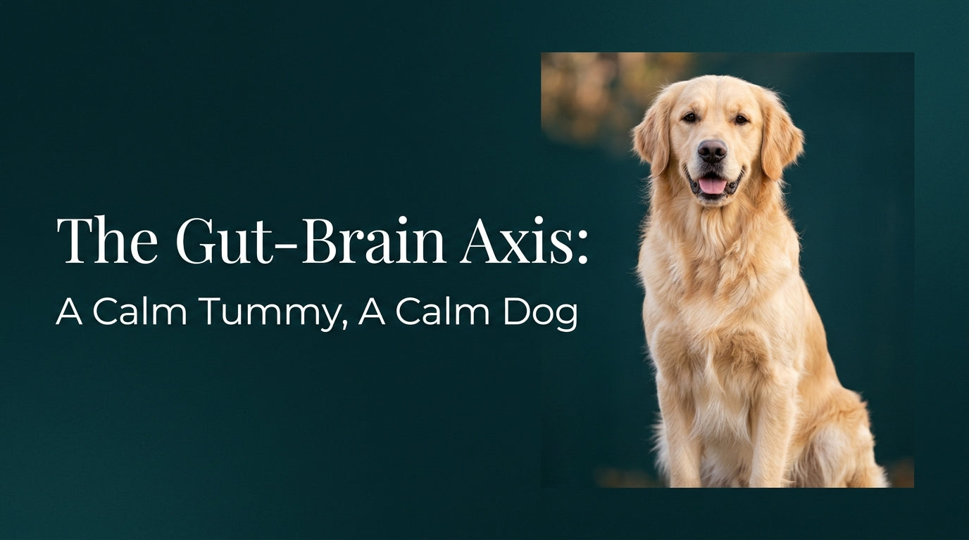 The Science of the Gut-Brain Axis: Why a Calm Dog Starts with a Calm Tummy