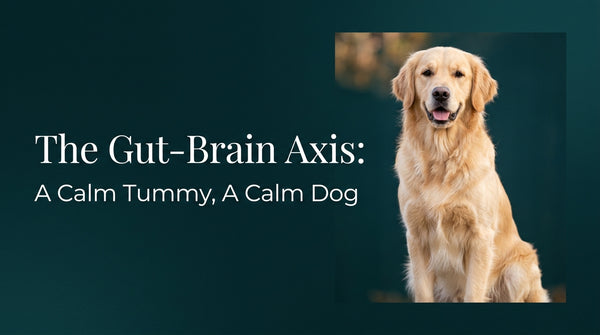 The Science of the Gut-Brain Axis: Why a Calm Dog Starts with a Calm Tummy