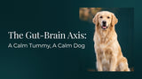 The Science of the Gut-Brain Axis: Why a Calm Dog Starts with a Calm Tummy