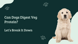 Can Dogs Digest Veg Protein? Let’s Break It Down