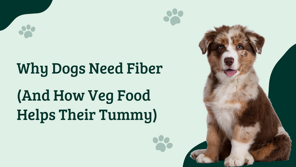 Why Dogs Need Fiber (And How Veg Food Helps Their Tummy)
