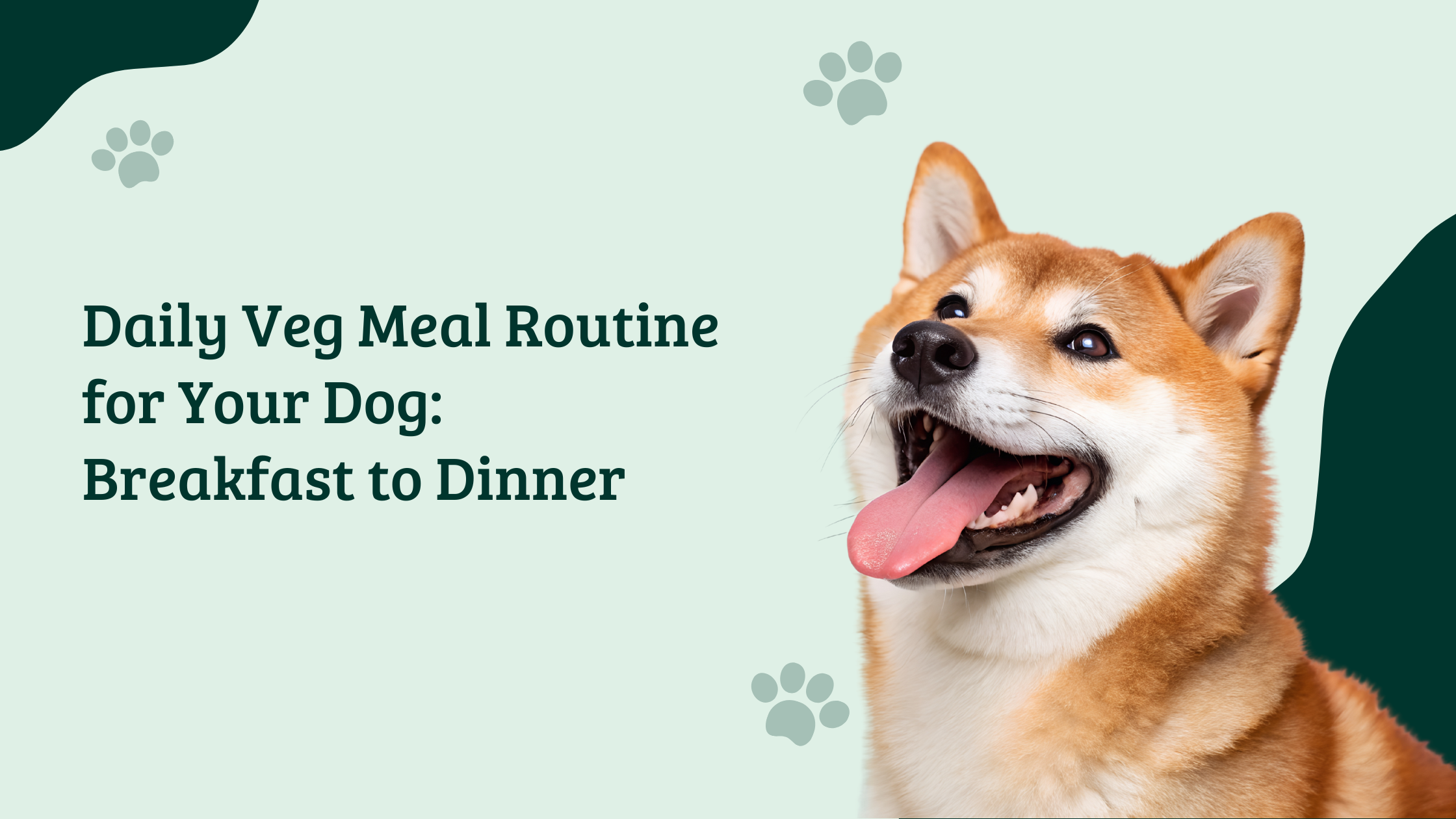 Happy dog with tongue out next to text “Daily Veg Meal Routine for Your Dog: Breakfast to Dinner” HungryPaws veg dog food blog