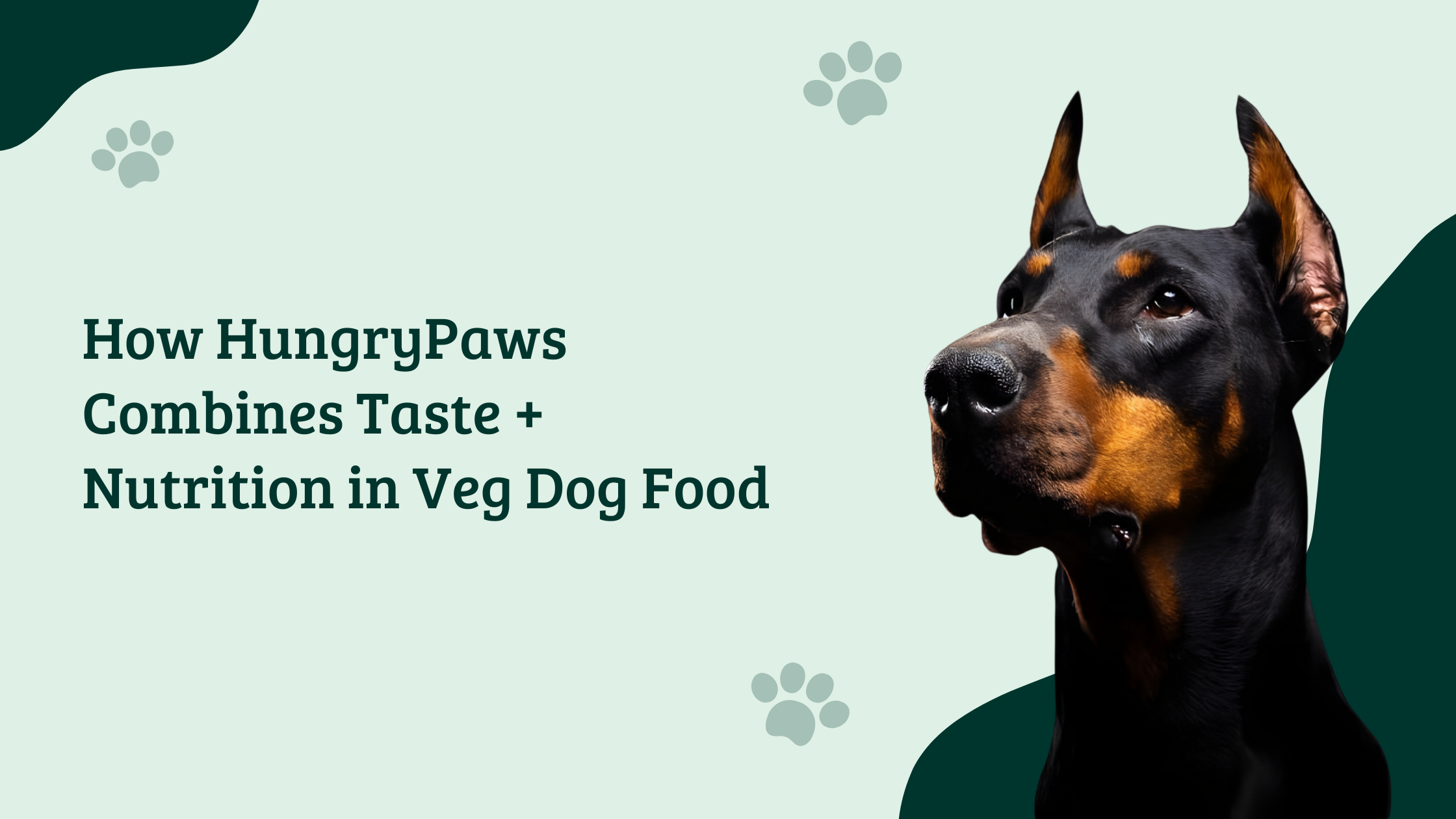 Doberman with text How HungryPaws Combines Taste and Nutrition in Veg Dog Food – vegetarian dog food banner
