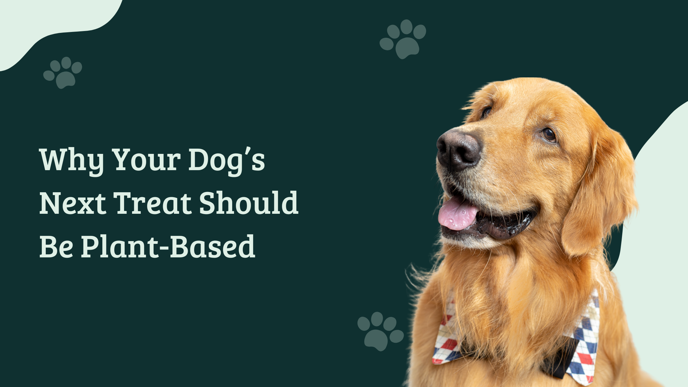 Golden Retriever with bow tie next to text Why Your Dog’s Next Treat Should Be Plant-Based | Veg Treats by The Hungry Paws