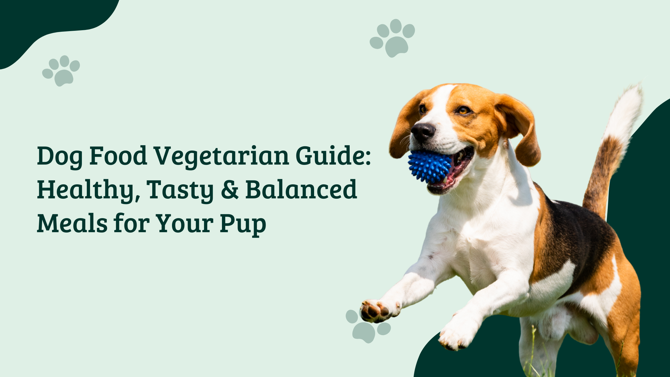 Happy beagle running with a blue toy ball | Dog Food Vegetarian Guide – Healthy, Tasty & Balanced Meals for Your Pup by The Hungry Paws