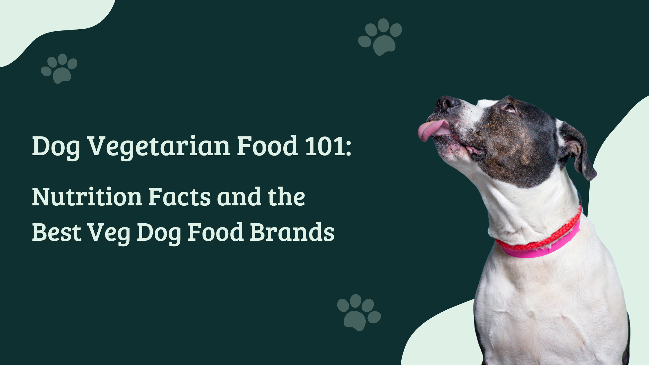 A happy dog wearing a pink collar looks up playfully beside the text ‘Dog Vegetarian Food 101: Nutrition Facts and the Best Veg Dog Food Brands’ on a green background with paw-print graphics.