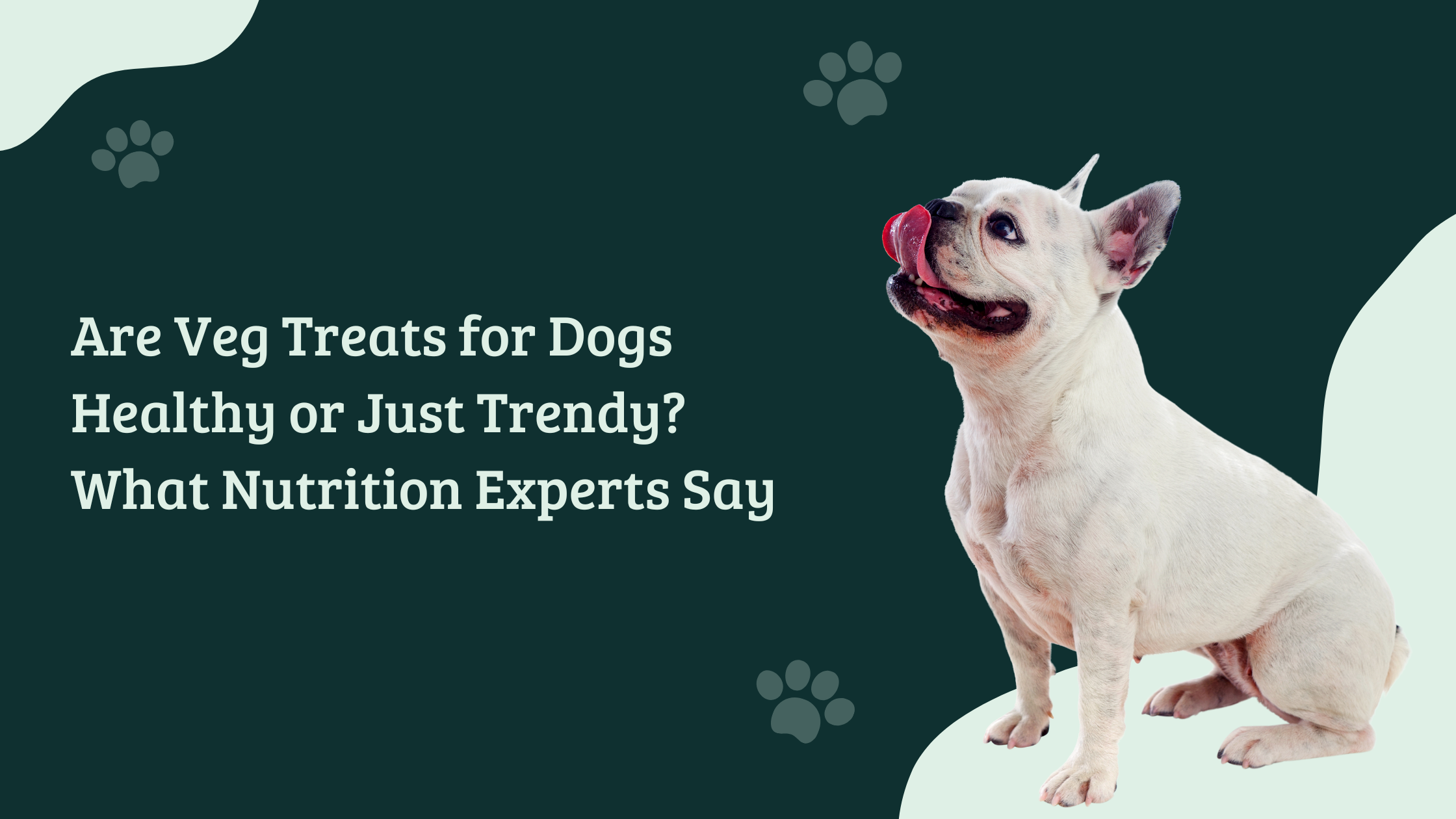 Banner image showing a happy white French Bulldog licking its lips beside the headline ‘Are Veg Treats for Dogs Healthy or Just Trendy? What Nutrition Experts Say’ on a dark green background with paw print designs.