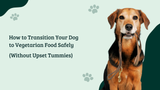 How to Transition Your Dog to Vegetarian Food Safely (Without Upset Tummies)