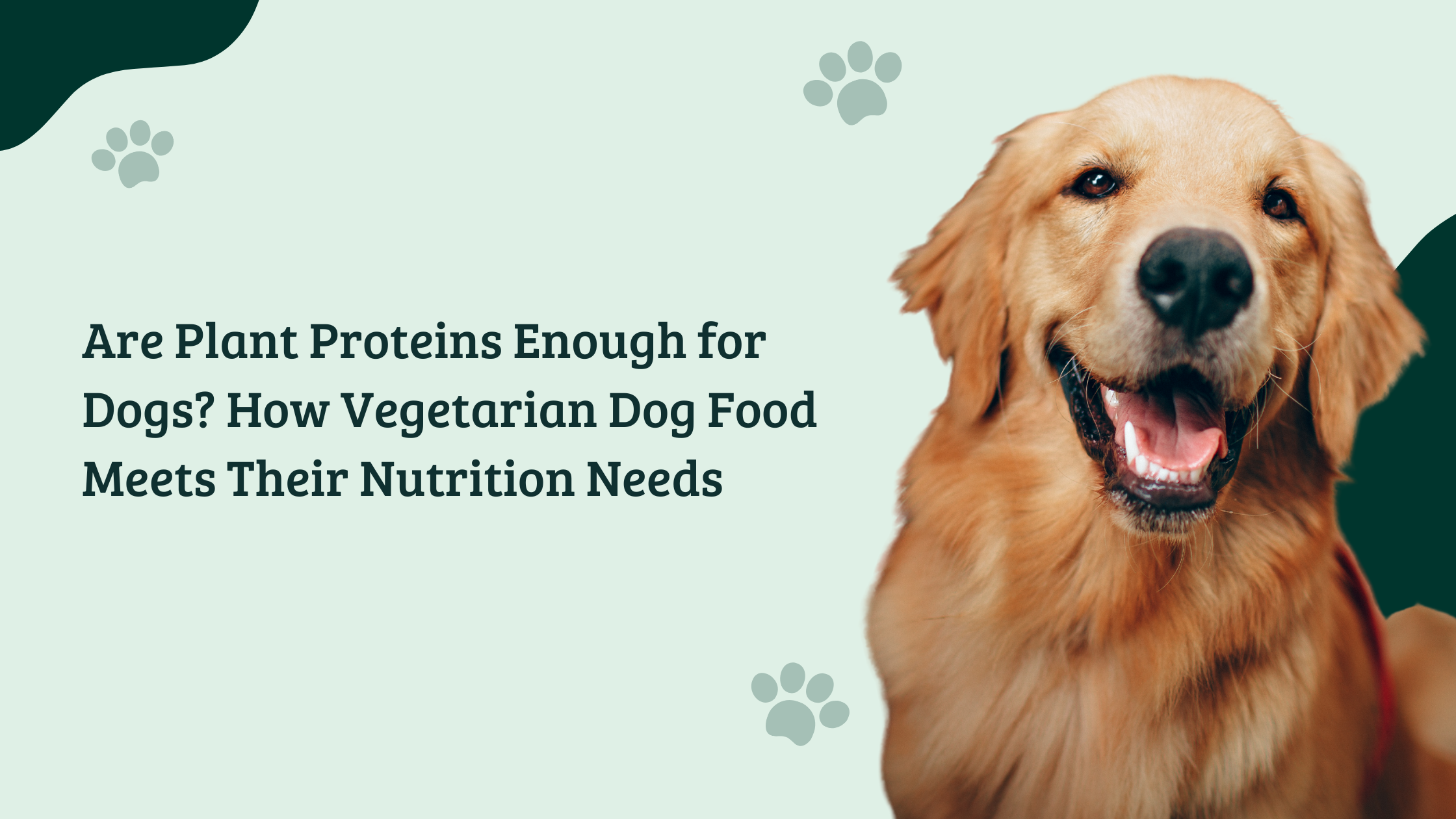 Golden Retriever next to blog title about whether plant proteins are enough for dogs and how vegetarian dog food supports dog nutrition.