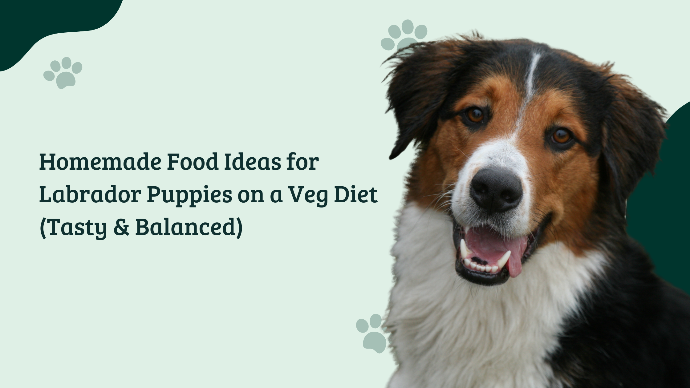 Homemade food for Labrador puppy on a veg diet banner