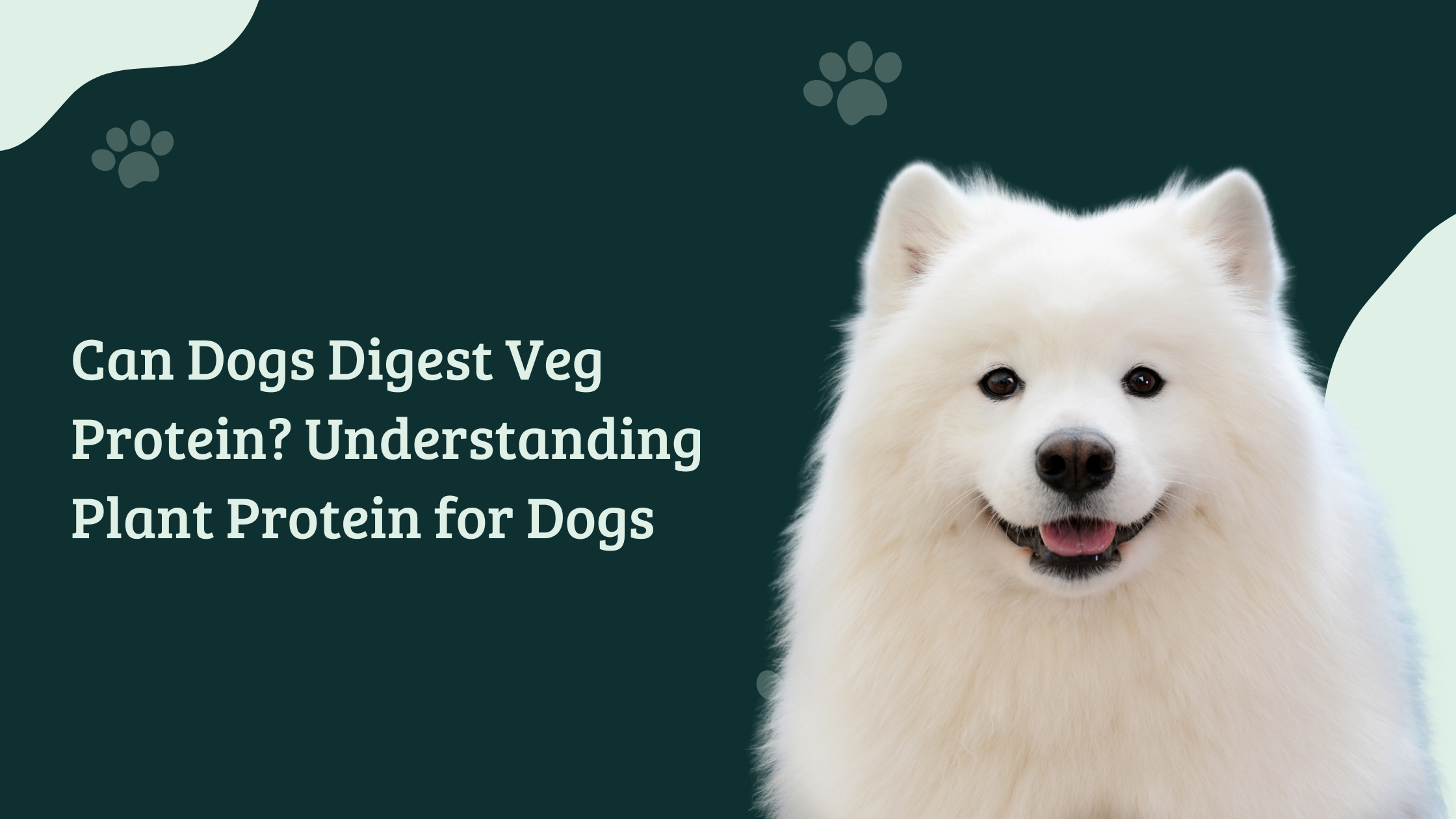 Can Dogs Digest Veg Protein