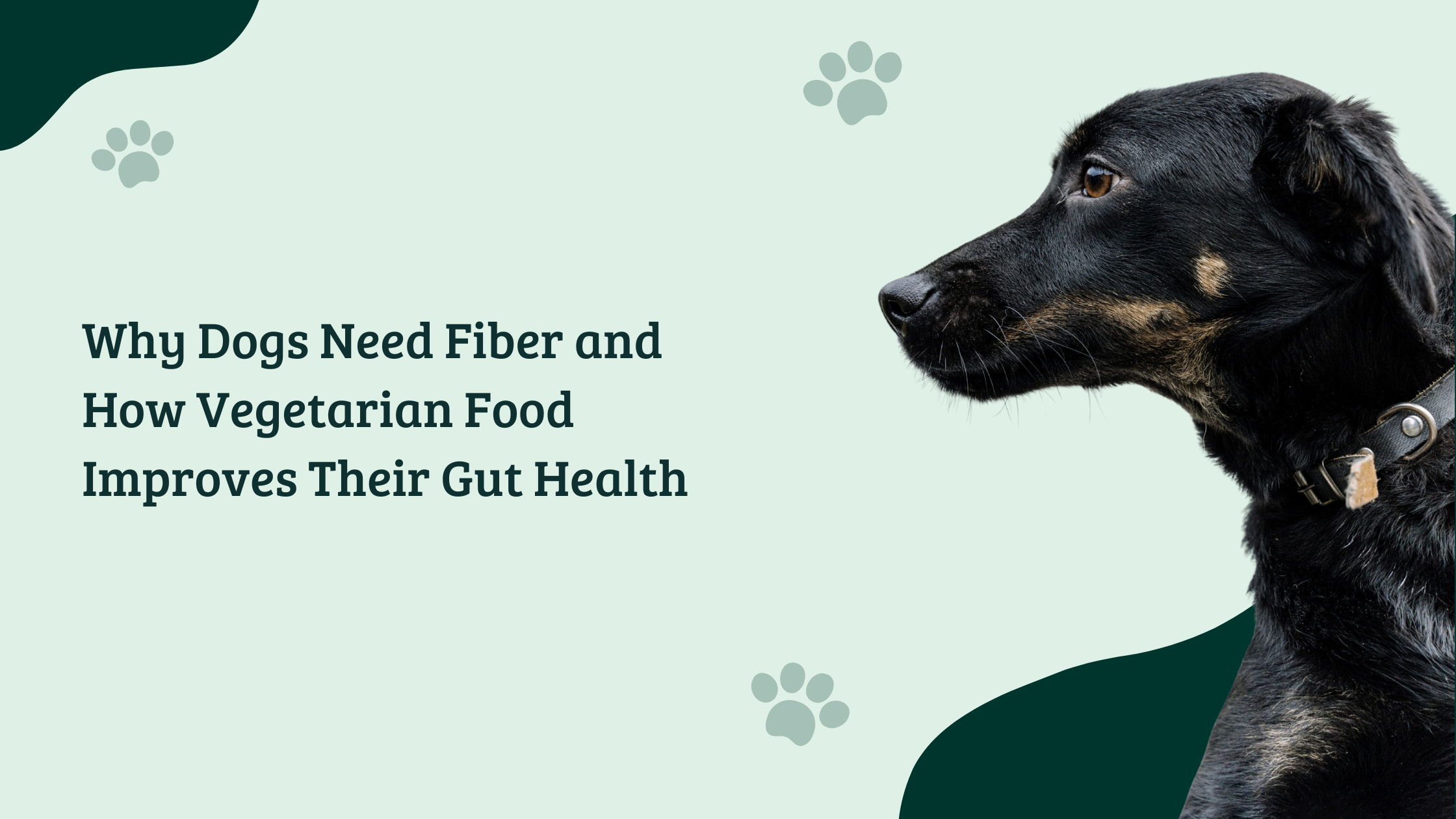 Blog banner showing a black dog in side profile on a soft green background with paw prints and the title ‘Why Dogs Need Fiber and How Vegetarian Food Improves Their Gut Health