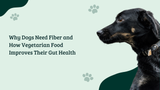 Why Dogs Need Fiber and How Vegetarian Food Improves Their Gut Health
