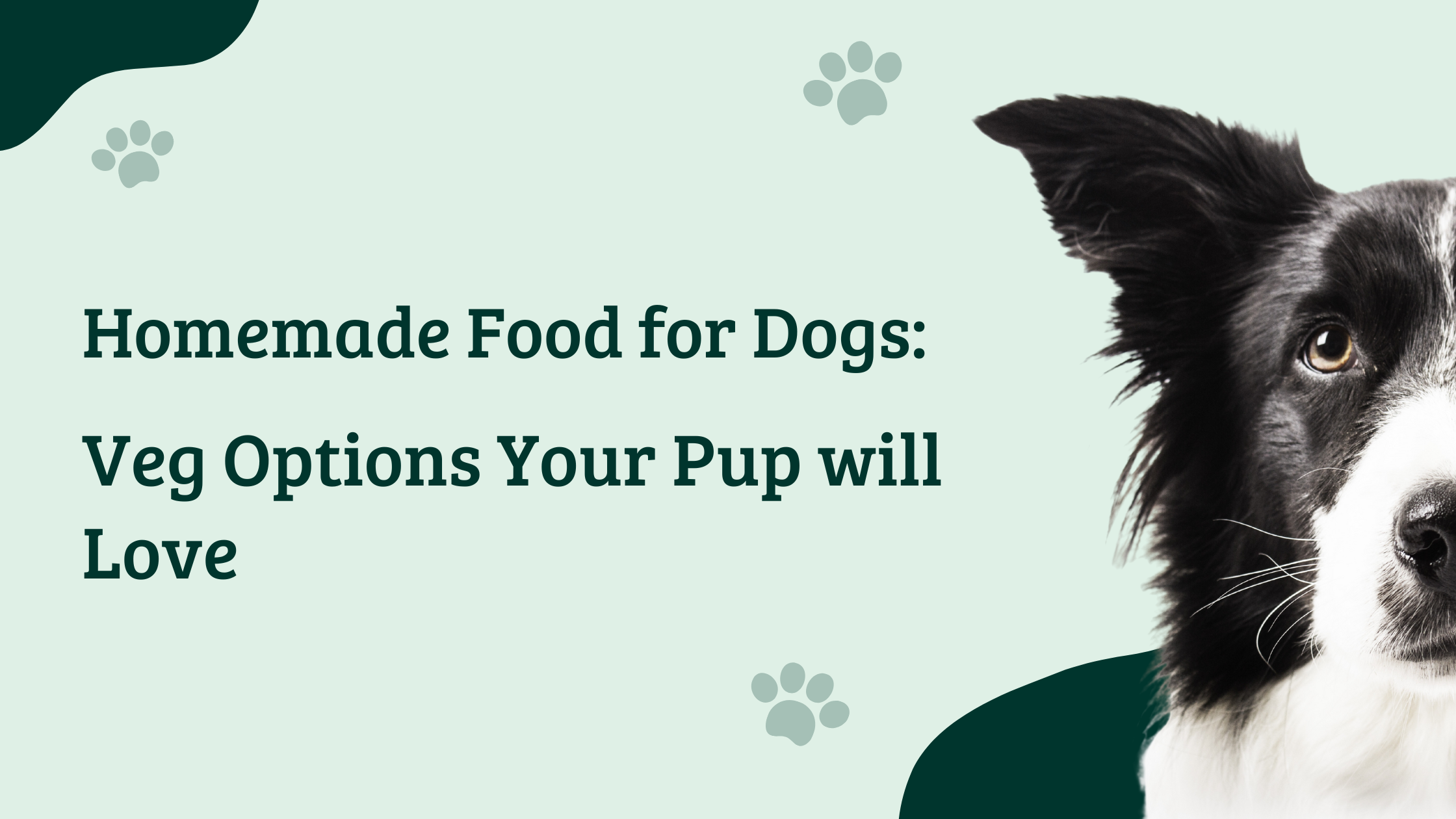Homemade food for Labrador puppy on a veg diet banner