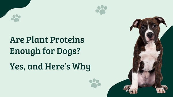 Are Plant Proteins Enough for Dogs? Yes, and Here’s Why