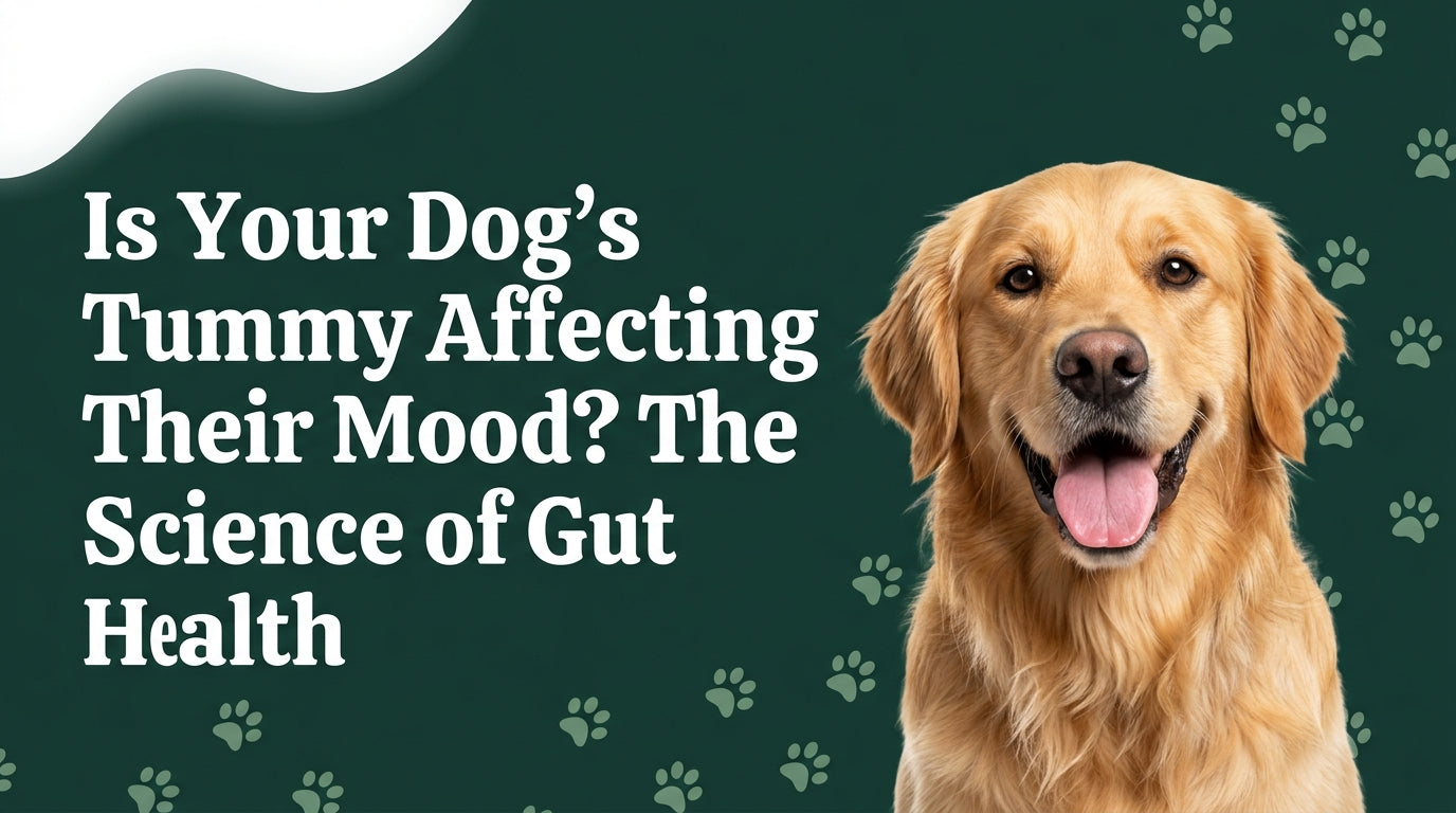 Expanded Blog Post: Is Your Dog’s Tummy Affecting Their Mood?