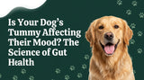 Expanded Blog Post: Is Your Dog’s Tummy Affecting Their Mood?