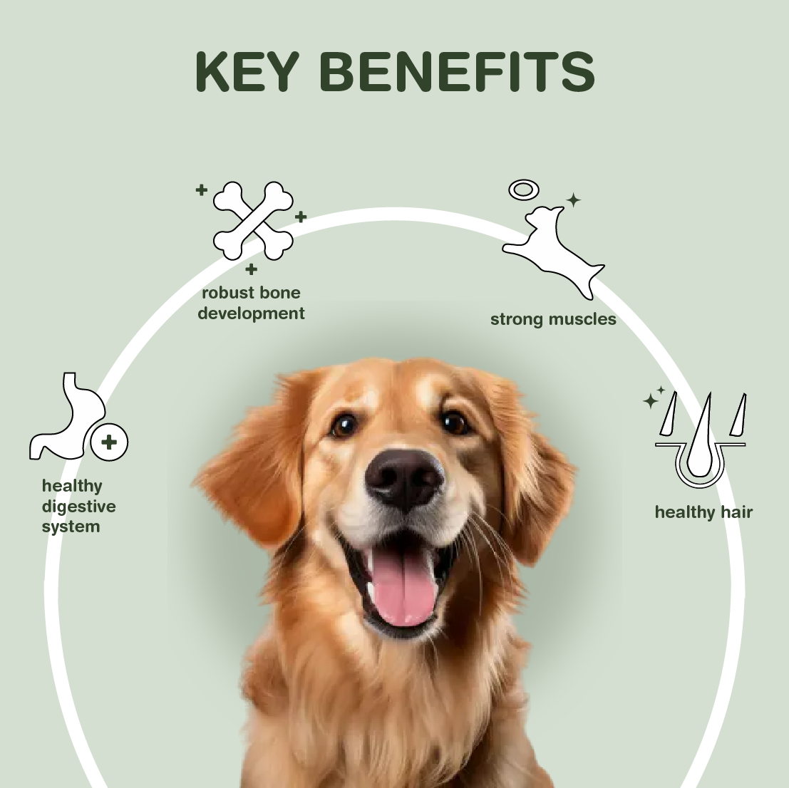 VeggieBites 100 Veg Dog Food For Senior Dogs HungryPaws
